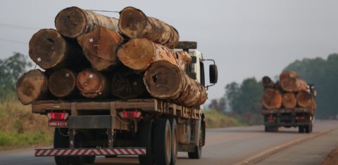 Transporte ilegal de madeira na BR 393, no Amazonas, em 2019: ação pede anulação de despacho do presidente do Ibama, Eduardo Bim, que liberou a exportação de madeira nativa sem fiscalização (Foto: Michael Dantas/WWF)