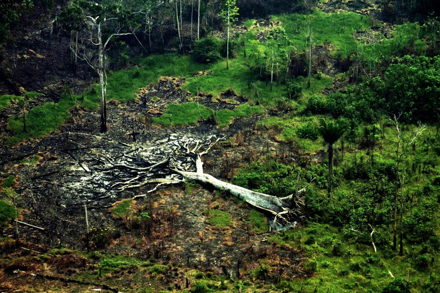 Árvore derrubada em Pauini, sul do Amazonas, simboliza o descaso com o patrimônio ambiental brasileiro. Foto Alberto Cesar Araújo/Amazônia Real