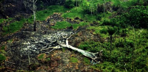 Árvore derrubada em Pauini, sul do Amazonas, simboliza o descaso com o patrimônio ambiental brasileiro. Foto Alberto Cesar Araújo/Amazônia Real
