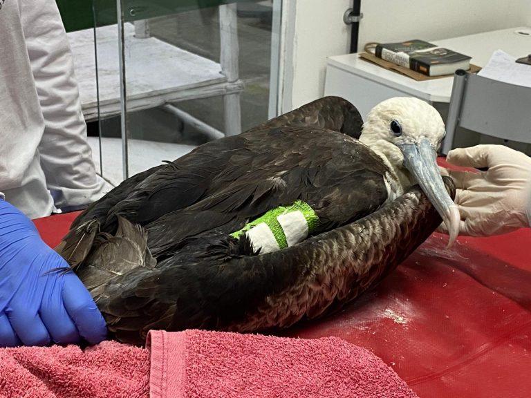 Ave ferida por linha com cerol no Rio: menos aviões, carros e barulho mas mais pipas (Foto: Natalie Meurer )