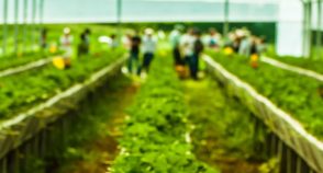 Nasce um mapa da agricultura ecológica no mundo