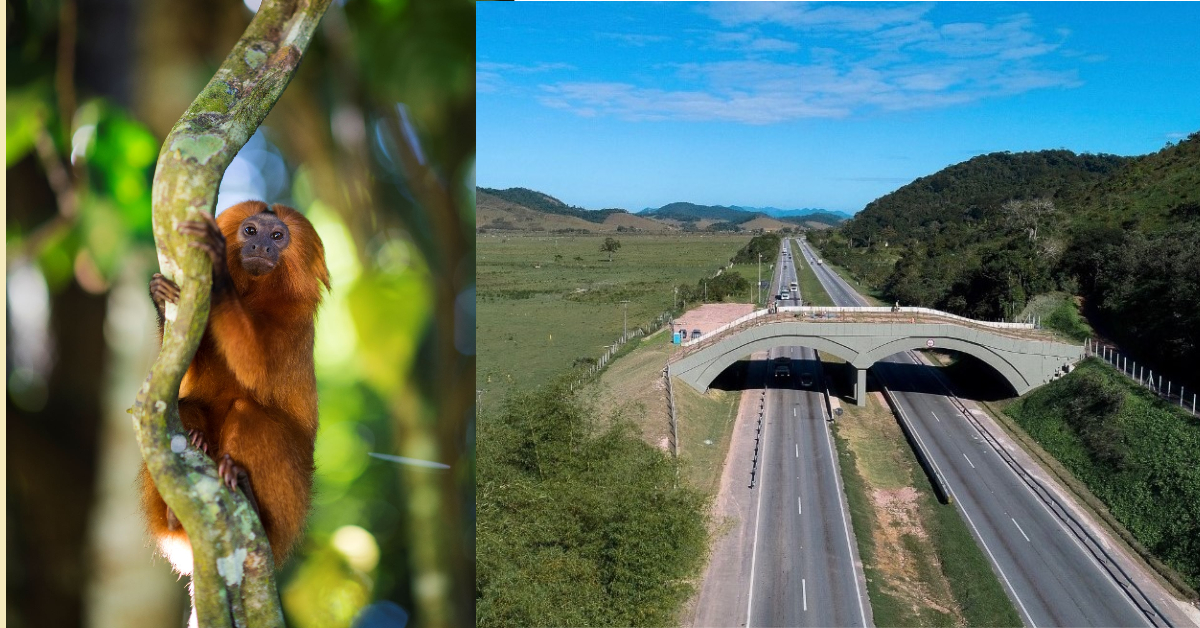 Mico-leão dourado e o viaduto vegetado construído para facilitar circulação dos animais: instrumento para preservação da espécie (Fotos: Camila Maia e Divulgação)