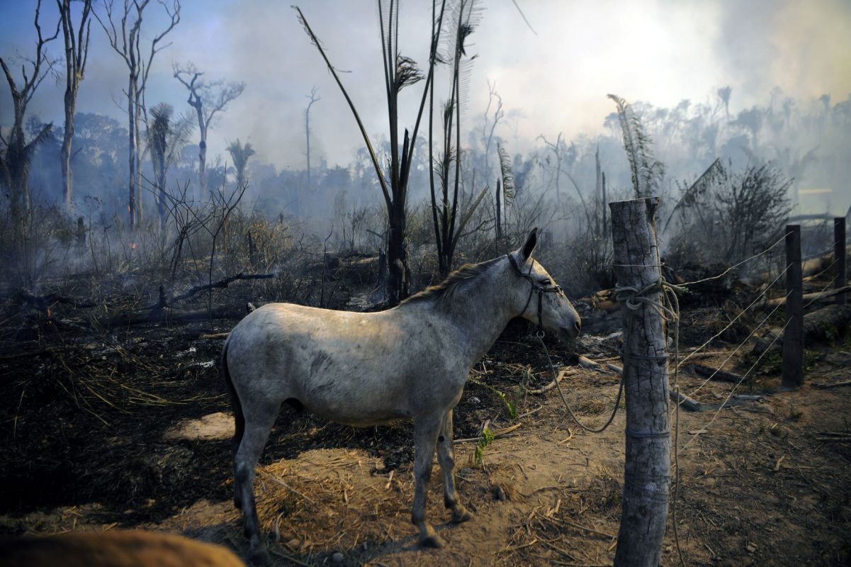 Jumento em área queimada na Amazônia: pesquisa indica que fogo provoca pobreza em agricultores da região, que provocam mais queimadas (Foto: Carl de Souza/AFP)