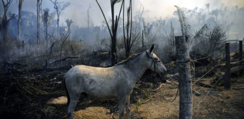 Jumento em área queimada na Amazônia: pesquisa indica que fogo provoca pobreza em agricultores da região, que provocam mais queimadas (Foto: Carl de Souza/AFP)