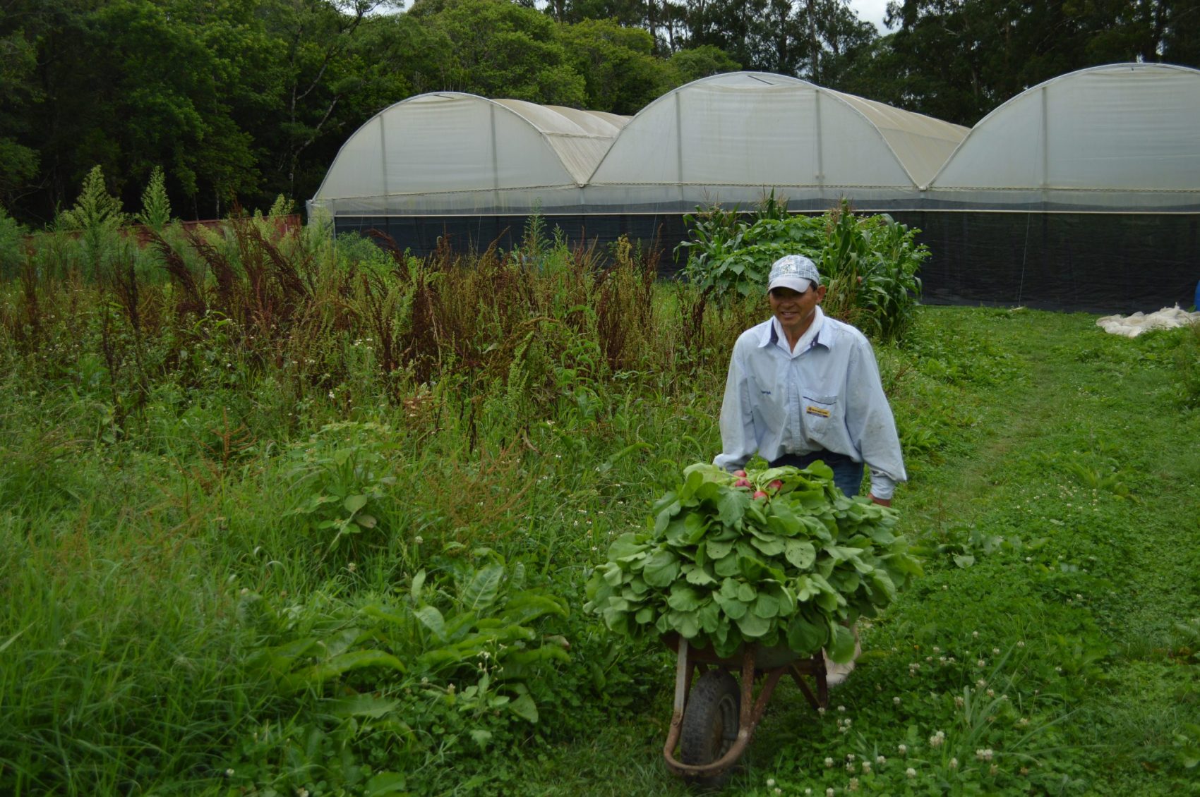 agricultura ecológica - chácara Nakui