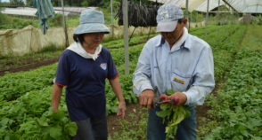 De pasto degradado a solo fértil: aos 66 anos, casal cultiva mais de 20 tipos de orgânicos
