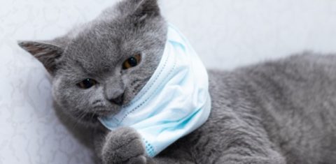 Gato com máscara protetora: pesquisa britânica indica que felinos podem contrair vírus mas não transmitem a humanos (Foto: Freepik)