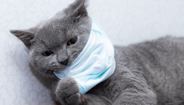 Gato com máscara protetora: pesquisa britânica indica que felinos podem contrair vírus mas não transmitem a humanos (Foto: Freepik)