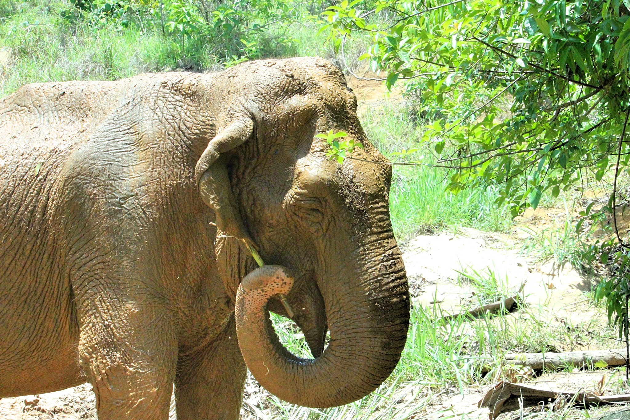 A elefanta Ramba no santuário em 2019: resgate no Chile após anos de maus tratos em circos (Foto: SEB/Divulgação)