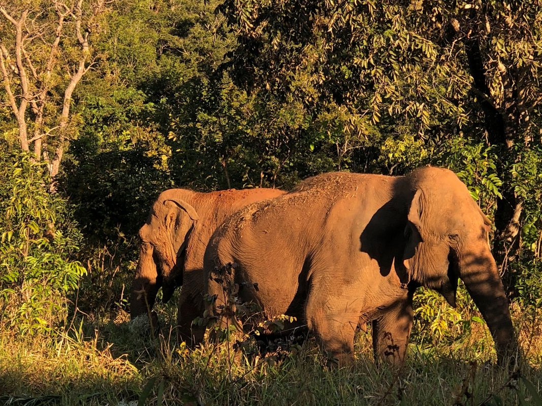 As elefantas Mara (direita), que veio da Argentina durante a pandemia, e Rana: leilão para garantir manutenção de Santuário de Elefantes em Mato Grosso e para resgate de outros animais (Foto: SEB/Divulgação)