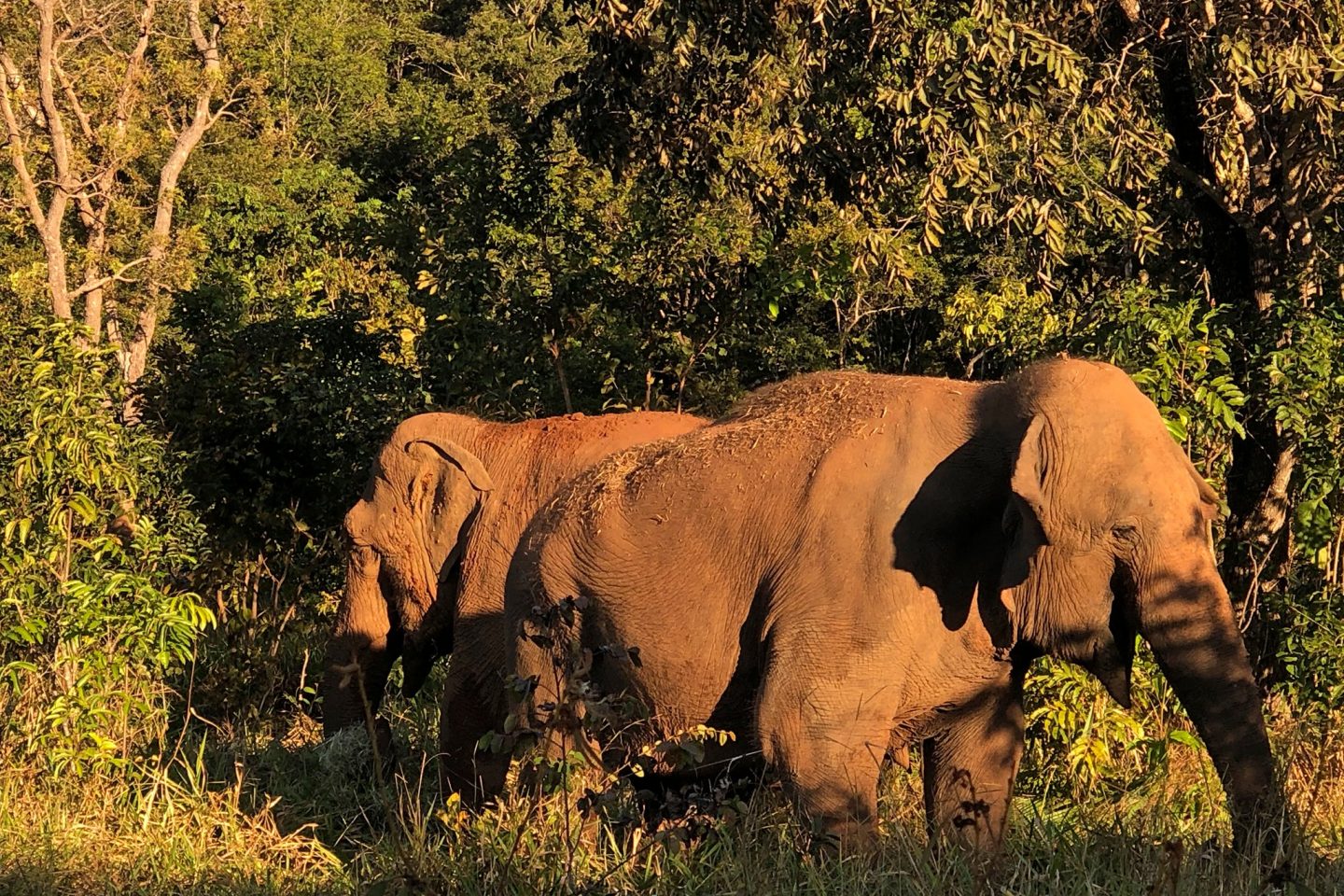 As elefantas Mara (direita), que veio da Argentina durante a pandemia, e Rana: leilão para garantir manutenção de Santuário de Elefantes em Mato Grosso e para resgate de outros animais (Foto: SEB/Divulgação)