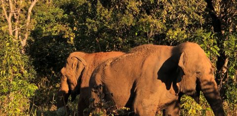 As elefantas Mara (direita), que veio da Argentina durante a pandemia, e Rana: leilão para garantir manutenção de Santuário de Elefantes em Mato Grosso e para resgate de outros animais (Foto: SEB/Divulgação)
