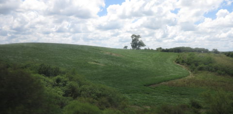 Pampa: bioma exclusivo do Rio Grande do Sul ameaçado pelo agronegócio e por projeto de mineradoras. Foto de Thaís Seganfredo