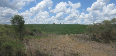 A soja (ao fundo) avança, dominando a paisagem do Pampa. Foto de Thaís Seganfredo
