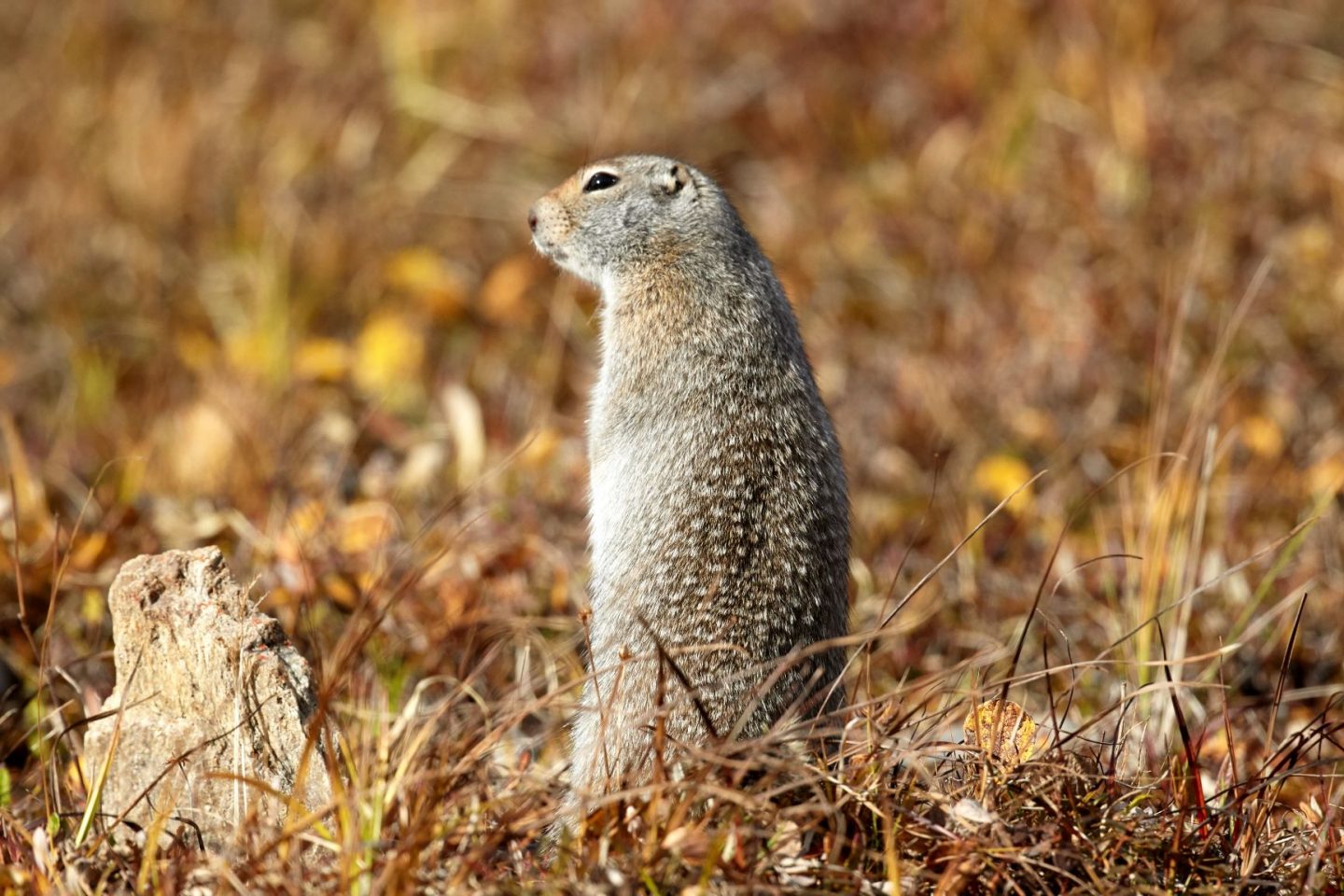 Esquilo terrestre do Ártico na tundra do Alaska: pesquisa identifica esses animais estão crescendo mais lentamente com verão mais quente e inverno menos frio (Robert Valarcher/Biosphoto/AFP)