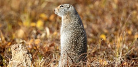 Esquilo terrestre do Ártico na tundra do Alaska: pesquisa identifica esses animais estão crescendo mais lentamente com verão mais quente e inverno menos frio (Robert Valarcher/Biosphoto/AFP)