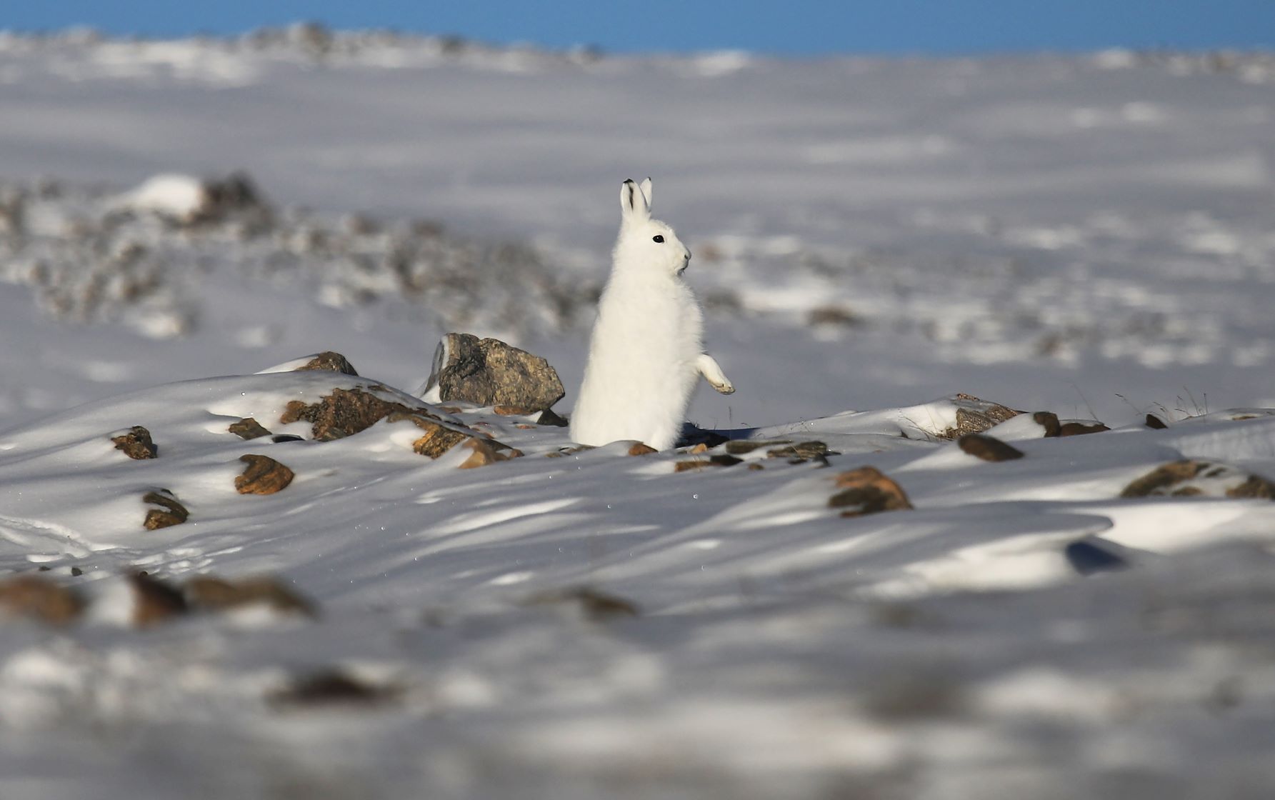 Lebre com raquete de neve na Groenlândia: espécie avistada cada vez mais ao norte do Ártico com aquecimento da região (Foto: Mario Tama/AFP)