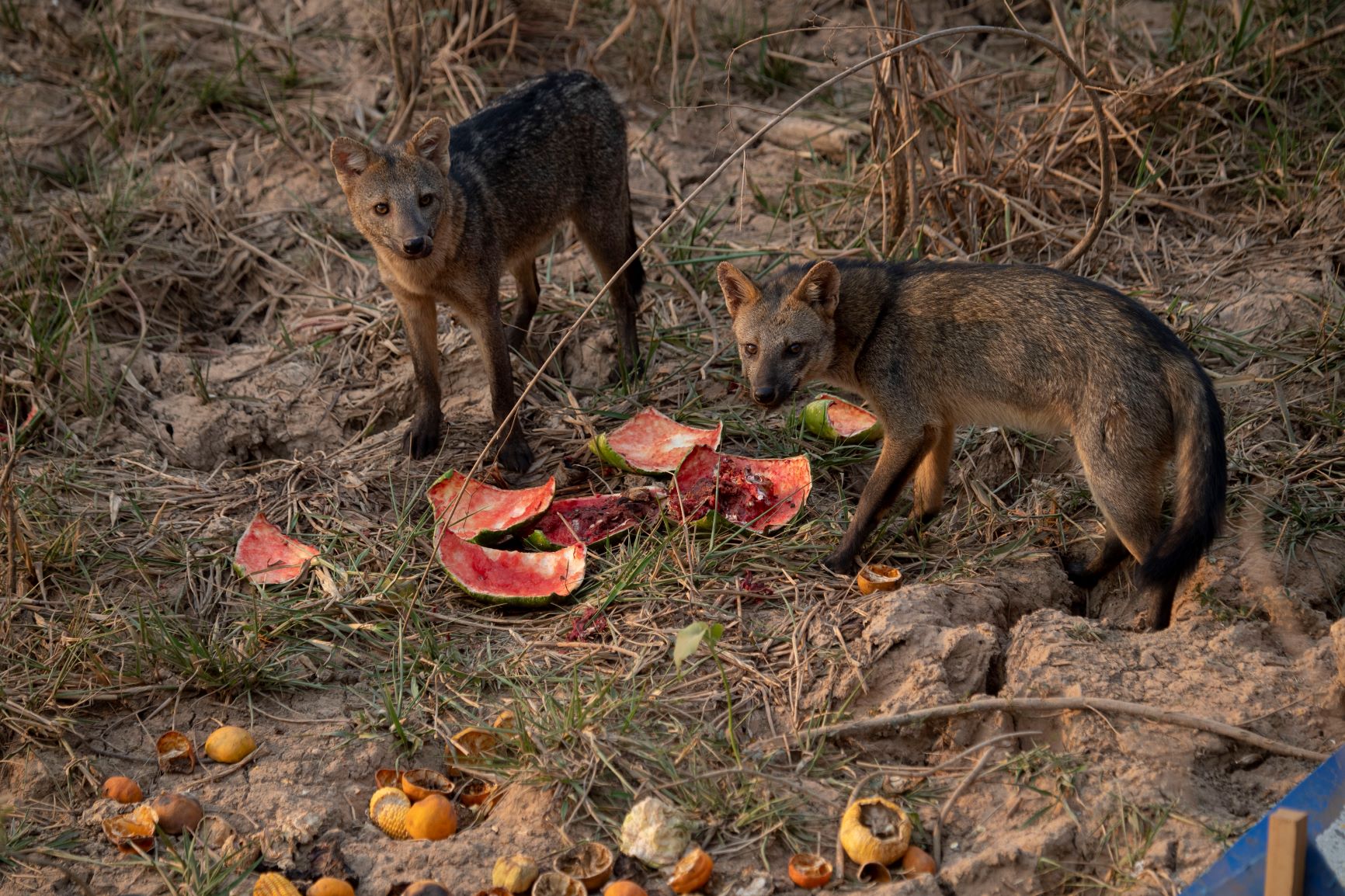 Raposas-do-campo aproveitam melancias deixadas por voluntários: fome e desidratação ameaçam animais (Foto: Mauro Pimentel/AFP)