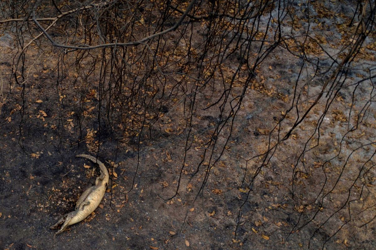 Jacaré morto pelo fogo no Pantanal: prioridade agora é salvar animais sobreviventes (Mauro Pimentel/AFP)