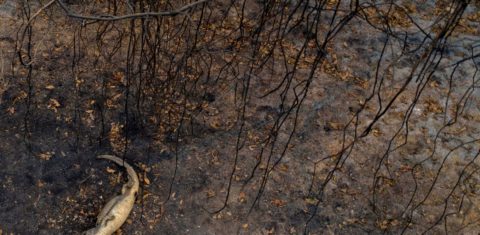 Jacaré morto pelo fogo no Pantanal: prioridade agora é salvar animais sobreviventes (Mauro Pimentel/AFP)