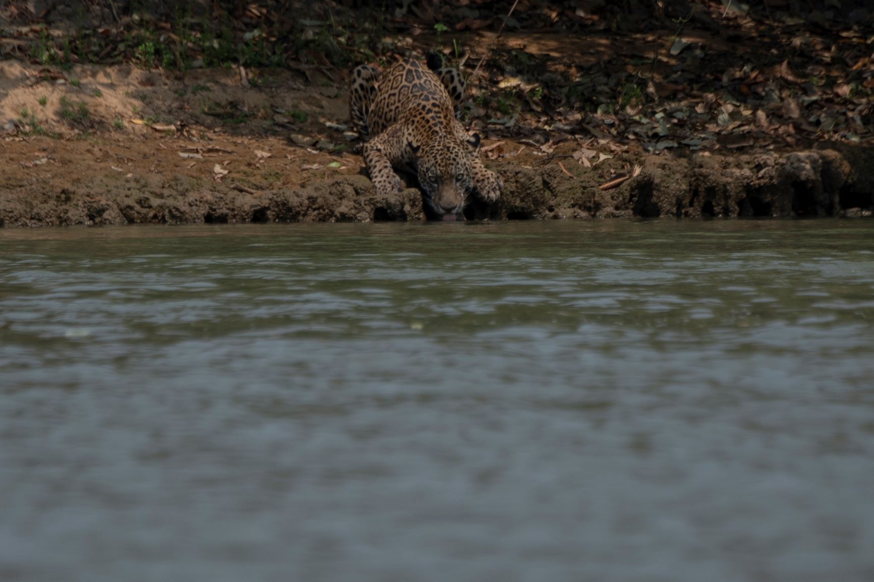 Onça ferida bebe água no Parque Estadual Encontro das Águas: espécies ameaçados sofrem com fogo no Pantanal (Mauro Pimentel/AFP)