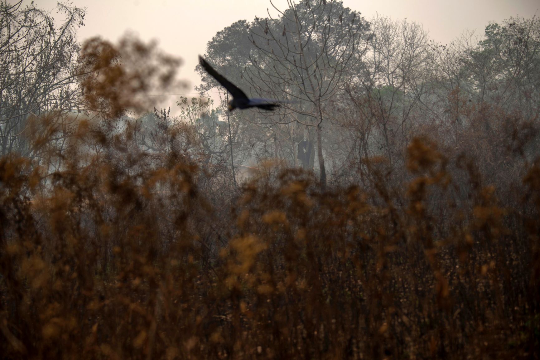 Arara-azul voa sobre as fumaças das queimadas no Pantanal: santuário da espécie teve mais de 90% da área destruída pelo fogo (Foto: Mauro Pimentel/AFP)