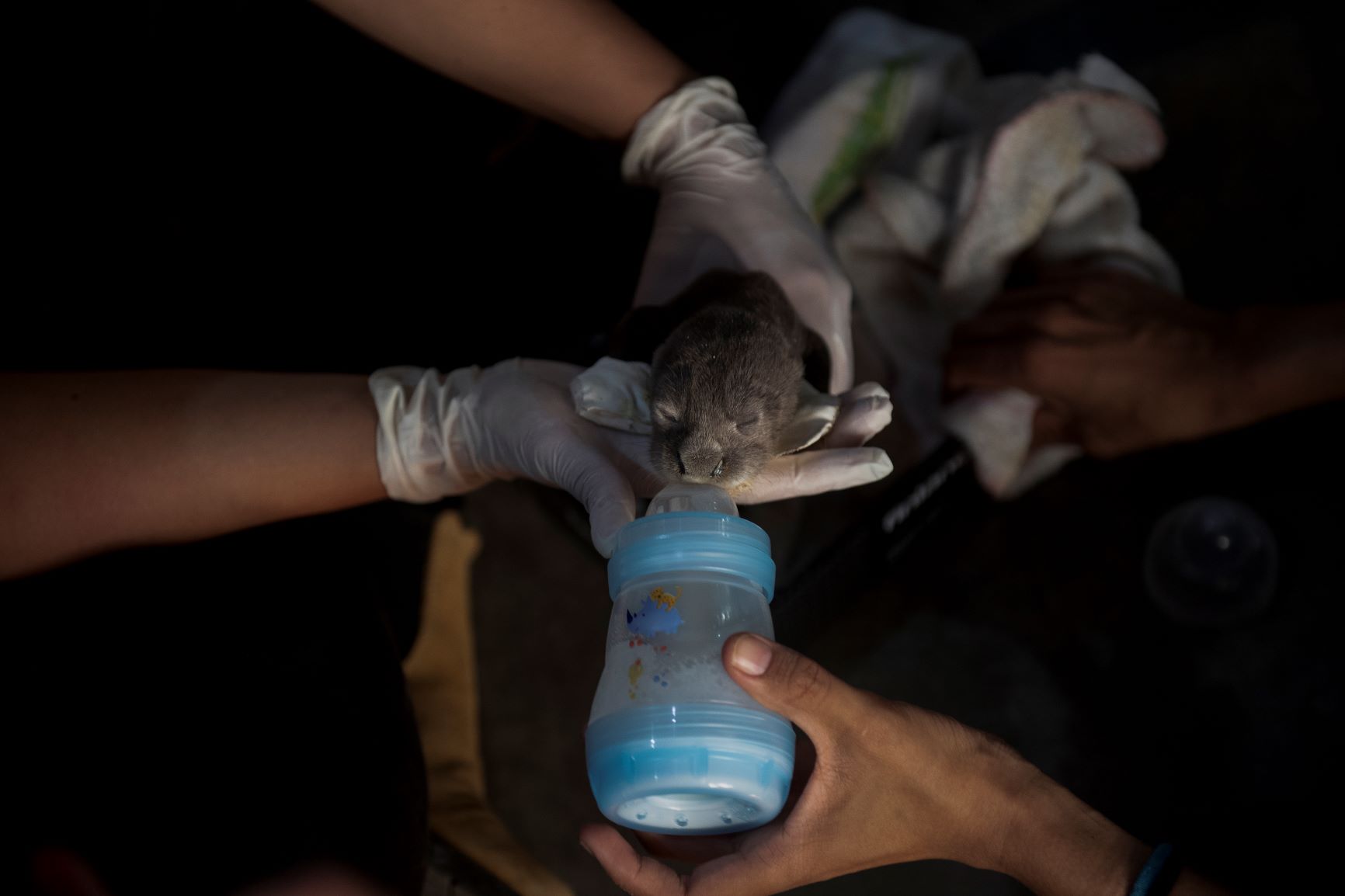 Ariranha resgatada do fogo sob cuidados de voluntários: Pantanal abriga 582 espécies de aves, 132 tipo de mamíferos, 113 répteis e 41 anfíbios (Foto: Mauro Pimentel/AFP)