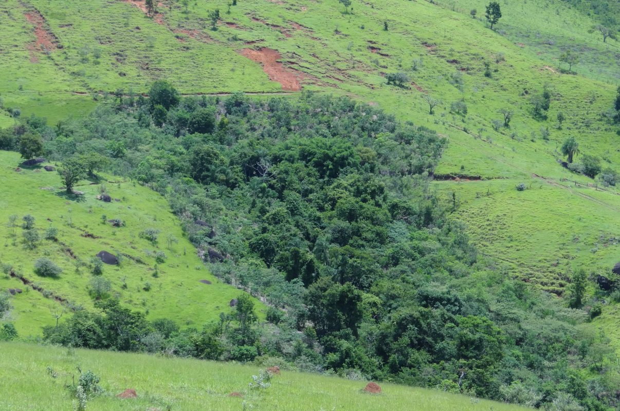 Área de nascente em 2019 após reflorestamento pela Associação Copaíba: 400 mil mudas por ano (Foto: Divulgação)