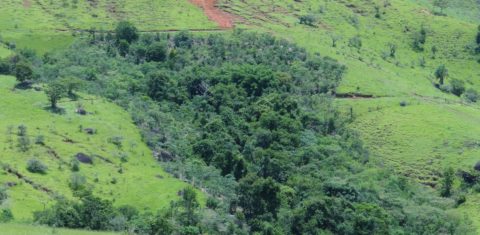 Área de nascente em 2019 após reflorestamento pela Associação Copaíba: 400 mil mudas por ano (Foto: Divulgação)