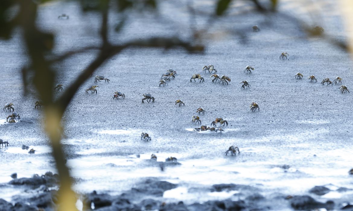 Caranguejos no manguezal do Parque Natural Municipal Barão de Mauá, em Magé (RJ): ameaça ao ecossistema e sua diversidade após resolução revogada pelo Conama (Foto: Thomaz Silva/Agência Brasil)