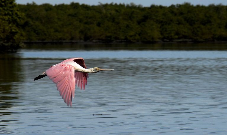 Pássaro colhereiro em manguezal na Área de Proteção Ambianetal (APA) de Guapi-Mirim, na região hidrográfica da Baía de Guanabara: pesquisadores de ecossistemas costeiros querem anulação de medida do Conama (Foto: Tânia Rego/Agência Brasil)