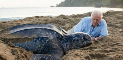 O naturalista David Attenborough, 94 anos, com uma tartaruga na costa da África durante a filmagem do documentário: testemunho de uma vida e alerta sobre o futuro (Foto: Divulgação)