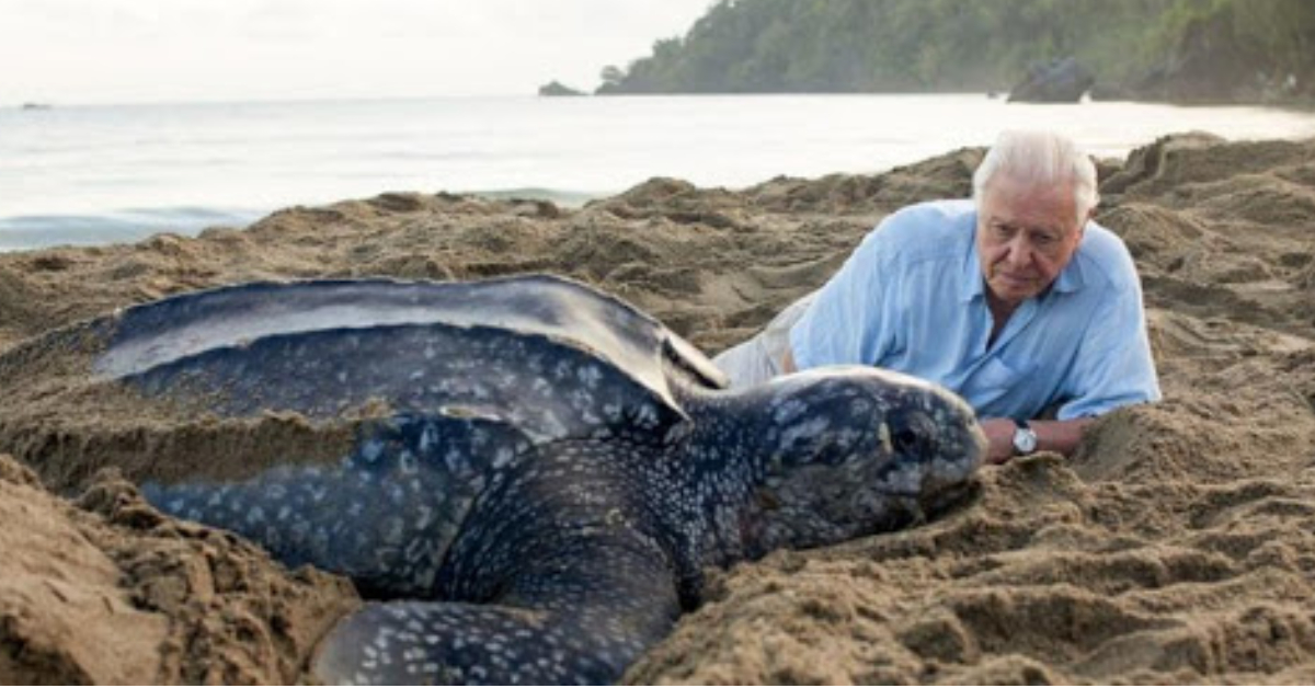 O naturalista David Attenborough, 94 anos, com uma tartaruga na costa da África durante a filmagem do documentário: testemunho de uma vida e alerta sobre o futuro (Foto: Divulgação)