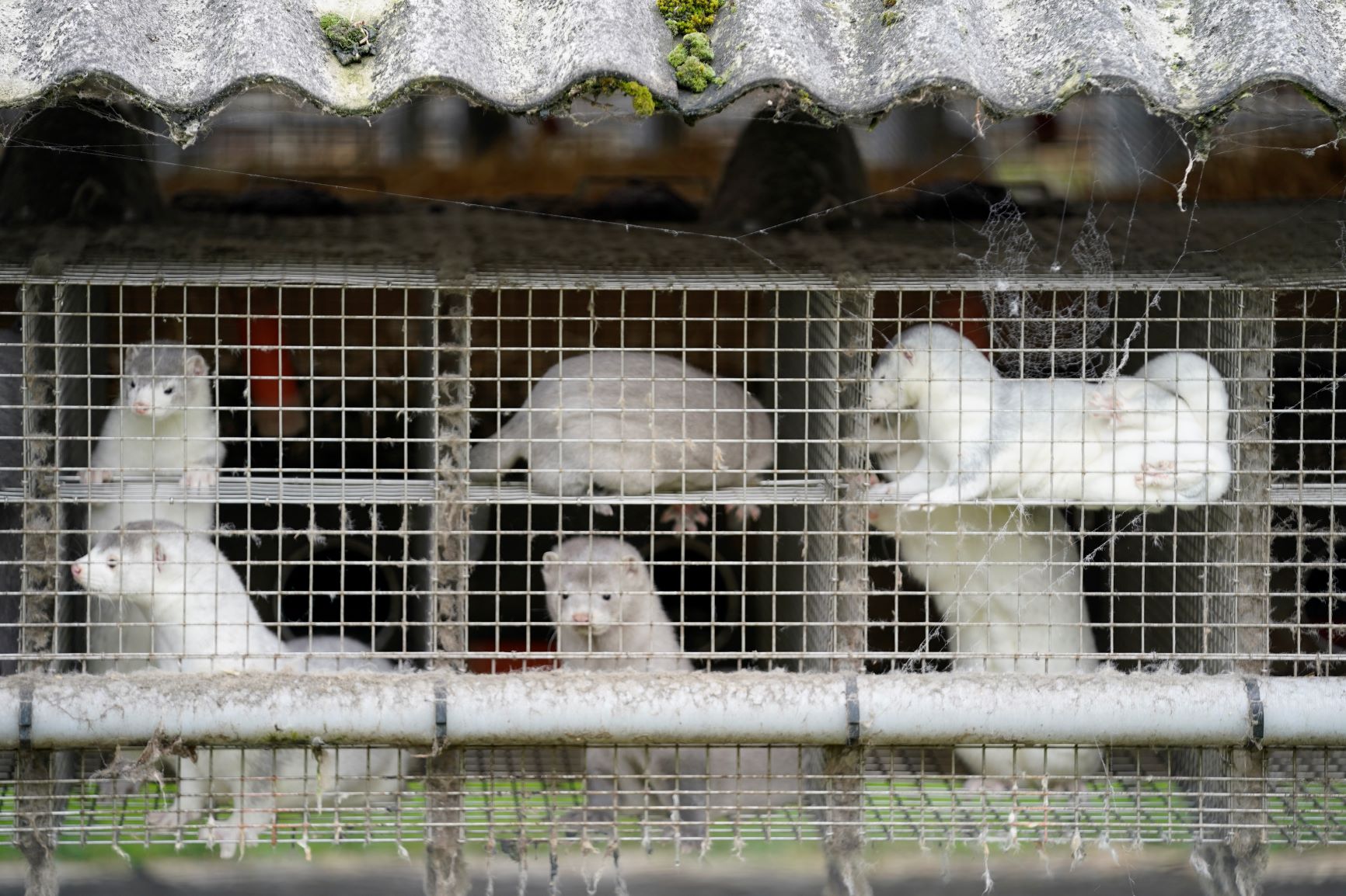 Visons em suas pequenas jaulas na Dinamarca: ONG de defesa dos animais denunciam que "fazendas de peles imundas, repletas de visons doentes, estressados e feridos são criadouros de doença" Mads Claus Rasmussen / Ritzau Scanpix / AFP)