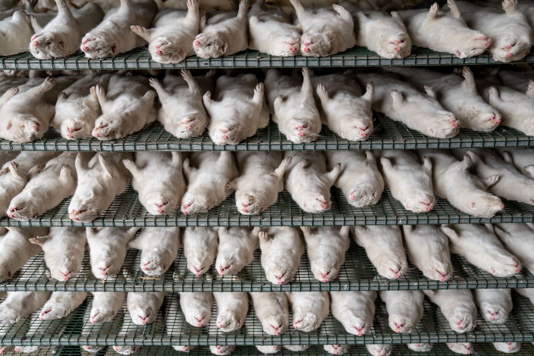 Dezenas de visons mortos em fazenda de peles dinamarquesa após transmissão da covid-19 a humanos: matança foi suspensa mas crueldade continua (Foto: Mette Moerk / Ritzau Scanpix / AFP)