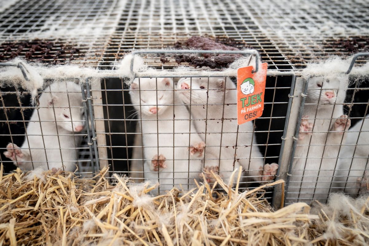 Visons em uma fazenda de peles da Dinamarca: decisão de matar 17 milhões de animais devido à ameaça de transmissão do novo coronavírus é suspensa (Foto: Mads Claus Rasmussen / Ritzau Scanpix / AFP)