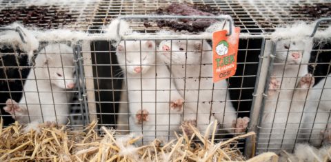 Visons em uma fazenda de peles da Dinamarca: decisão de matar 17 milhões de animais devido à ameaça de transmissão do novo coronavírus é suspensa (Foto: Mads Claus Rasmussen / Ritzau Scanpix / AFP)
