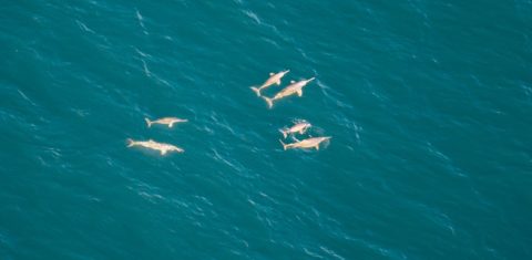 As toninhas são extremamente tímidas: não saltam, emitem som inaudível para humanos, não se aproximam de barcos e fogem quando humanos tentam se aproximar. Foto Projeto Conservação das Toninhas