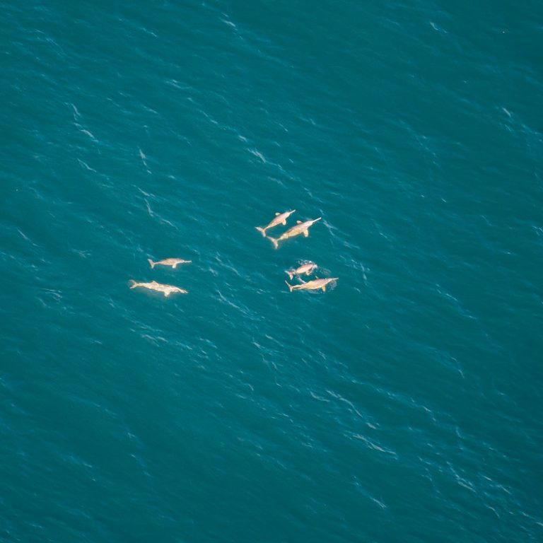 As toninhas são extremamente tímidas: não saltam, emitem som inaudível para humanos, não se aproximam de barcos e fogem quando humanos tentam se aproximar. Foto Projeto Conservação das Toninhas