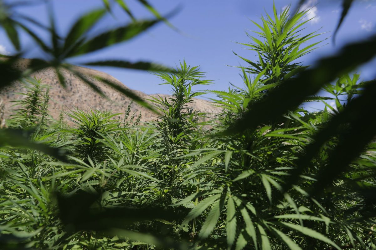 Plantação de maconha no Líbano: pesquisadores apontam que cannabis pode afetar memórias a curto prazo mas também criar neurônios (Foto: Joseph Eid/AFP)