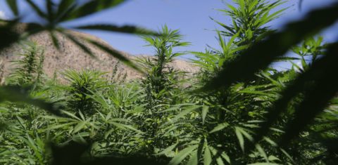 Plantação de maconha no Líbano: pesquisadores apontam que cannabis pode afetar memórias a curto prazo mas também criar neurônios (Foto: Joseph Eid/AFP)
