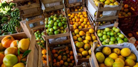 Frutas cultivadas por agricultores familiares na região da Zona da Mata de Minas Gerais: o Centro de Tecnologias Alternativas (CTA-ZM) distribuiu mais de 22 toneladas de alimentos (Foto: Rodrigo Carvalho/ Divulgação CTA-ZM)