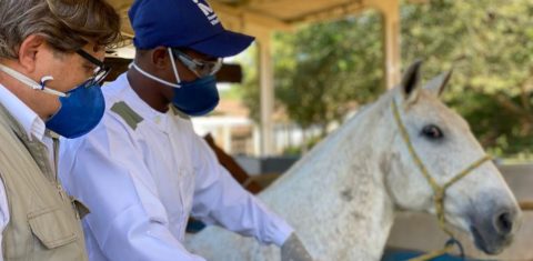 Testes com cavalos na Fazenda Vital Brazil: animais produziram anticorpos potentes contra a infecção causada pelo novo coronavírus (Foto: Divulgação)