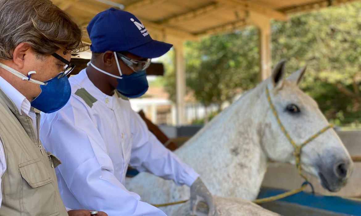 Testes com cavalos na Fazenda Vital Brazil: animais produziram anticorpos potentes contra a infecção causada pelo novo coronavírus (Foto: Divulgação)