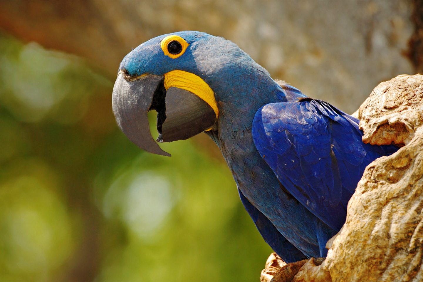 Arara-azul em manduvi, árvore típica do Pantanal: espécies afetadas por conversão de vegetação nativa em pastagens (Foto: Fernanda Fontoura/Instituto Arara Azul)