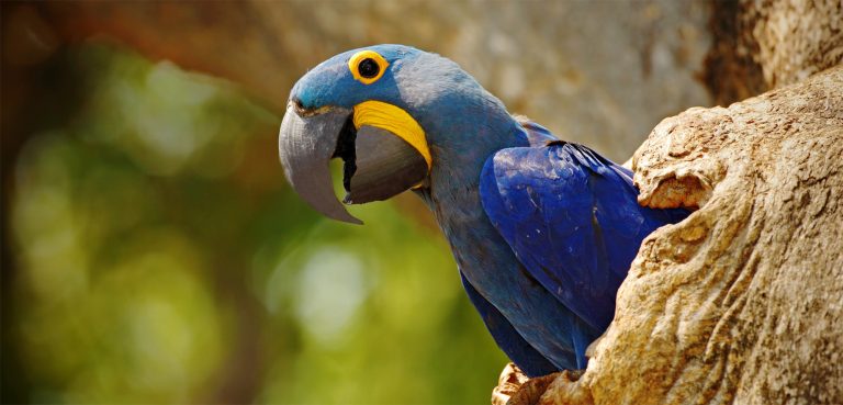 Arara-azul em manduvi, árvore típica do Pantanal: espécies afetadas por conversão de vegetação nativa em pastagens (Foto: Fernanda Fontoura/Instituto Arara Azul)