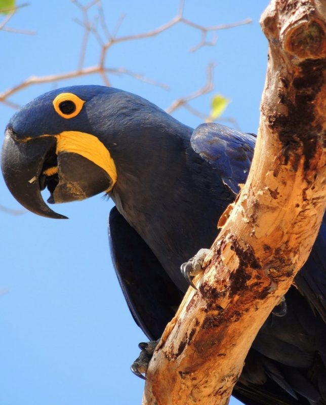 Arara-azul em seu habitat no Pantanal: mudança da paisagem com conversão da vegetação nativa (Foto: Fernanda Fontoura/Instituto Arara-Azul)