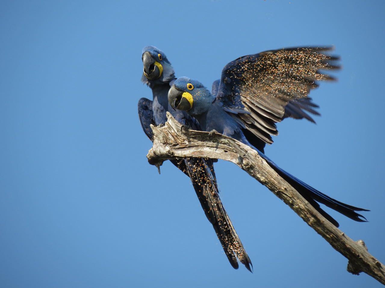 Araras-azuis no Pantanal: espécie considerada vulnerável pela União Internacional pela Conservação da Natureza (Foto: Instituto Arara-Azul)
