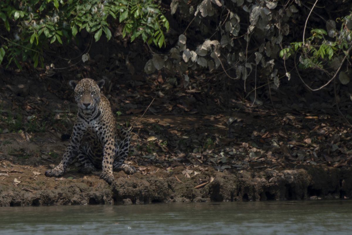 Jaguar machucado pelo fogo na beira de rio no Parque Encontros das Águas, no Pantanal: relatório da ONU critica países por fracasso na conservação da biodiversidade (Foto: Mauro Pimentel/AFP)