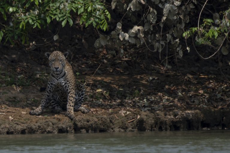 Jaguar machucado pelo fogo na beira de rio no Parque Encontros das Águas, no Pantanal: relatório da ONU critica países por fracasso na conservação da biodiversidade (Foto: Mauro Pimentel/AFP)